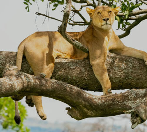 The Best Ultimate Safari Packing Guide in Uganda