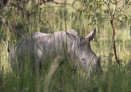 3-Day Big 5 Safari Murchison Falls National Park Uganda