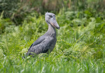 6-Day Bird Watching Safari Uganda