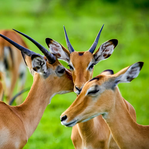 Lake Mburo NP