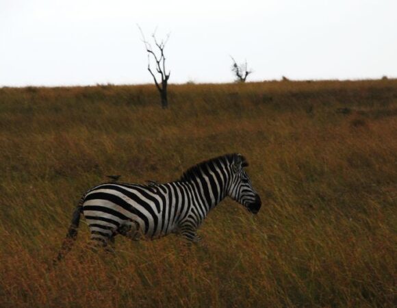 The Enchanting Dance of Zebras: A Glimpse into Lake Mburo National Park in Uganda