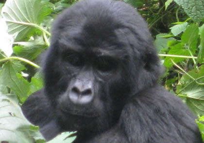 5 Days Uganda Safari Adventure (Gorilla Trekking)