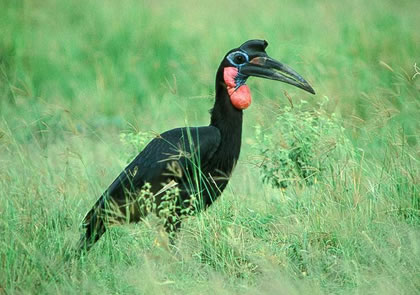 7-Day Birding and Wildlife Safari