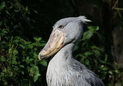 1 Day Mabamba Swamp Shoebill Tour