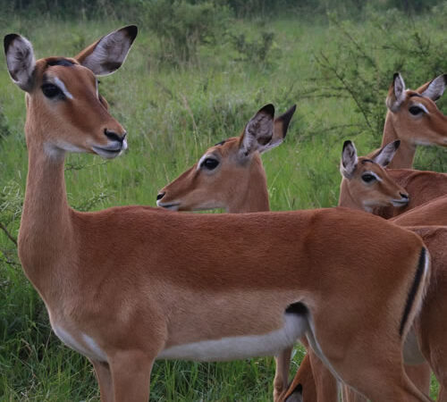 A Glimpse into Lake Mburo National Park in Uganda